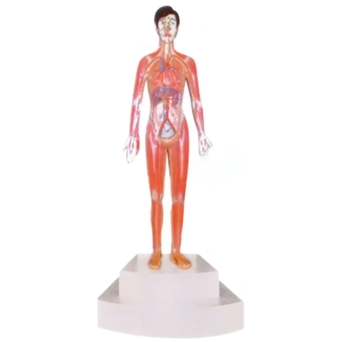 微電腦人體心動(dòng)周期與大、小循環(huán)演示儀