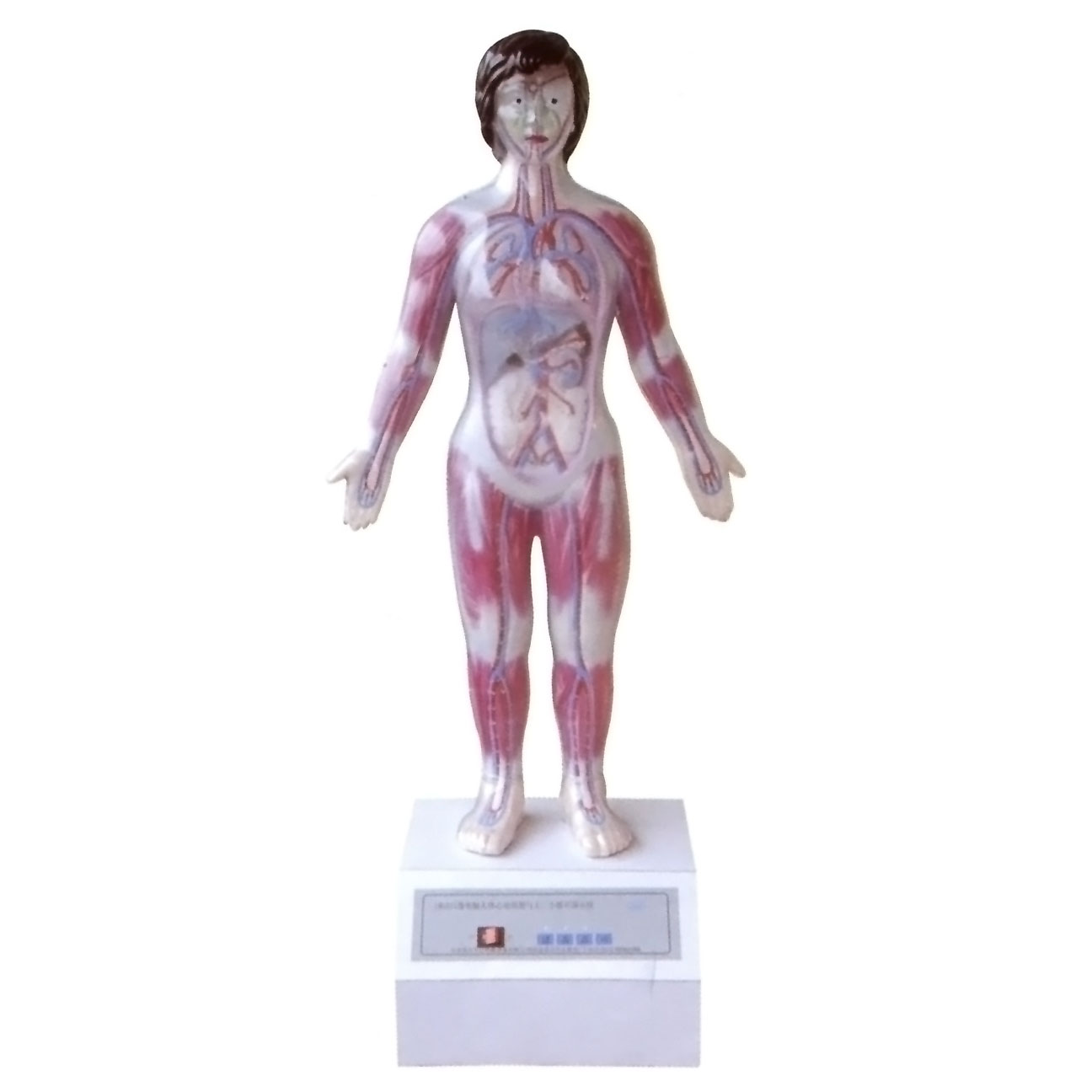 微電腦人體心動(dòng)周期與大、小循環(huán)演示儀