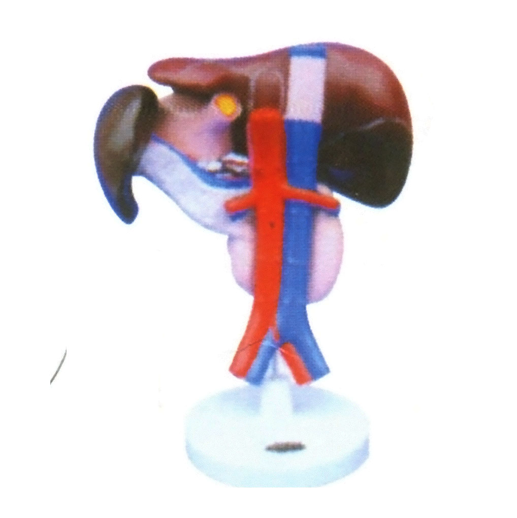 脾、胰、肝、十二指腸解剖模型