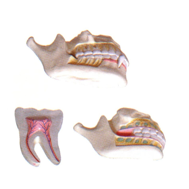乳牙、恒牙牙列