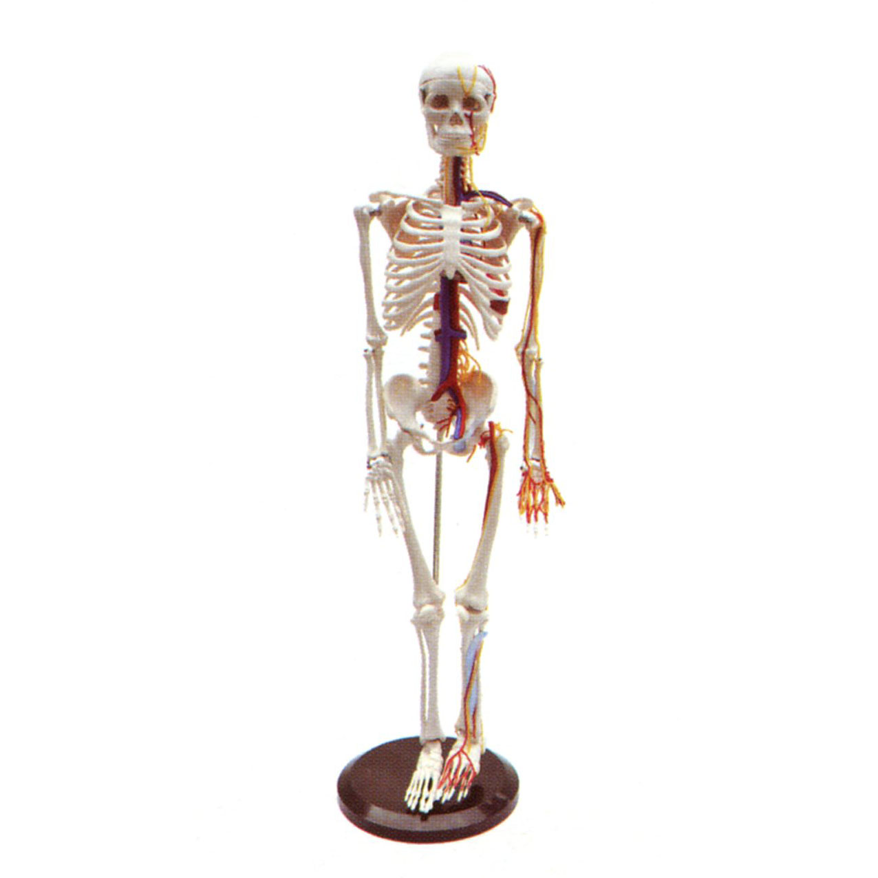 人體全身骨骼附主要動脈和神經(jīng)分布模型