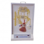 心的神經(jīng)支配電動(dòng)模型， 心臟神經(jīng)支配模型， 醫(yī)學(xué)教學(xué)模型