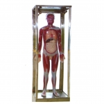 全身神經(jīng)傳導(dǎo)電動模型