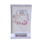 脊神經(jīng)的組成和分布電動模型