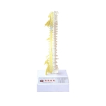 脊柱骨與脊神經(jīng)的關(guān)系電動模型