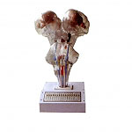 腦、腦水平切、腦神經(jīng)核立體關(guān)系電動模型