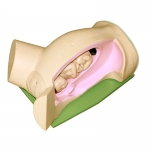 高級分娩機轉示教模型