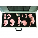 高級(jí)胚胎發(fā)育過(guò)程模型