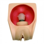 高級(jí)女性避孕練習(xí)模型