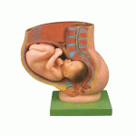 骨盆含妊娠九個(gè)月胎兒模型