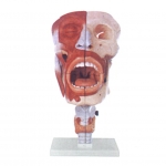 鼻、口、咽、喉腔模型