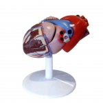 自然大心臟解剖附病態(tài)動(dòng)脈血管