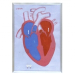 心臟收縮、舒張與瓣膜開閉演示模型