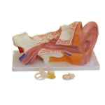 耳 (外、中、內(nèi)) 解剖