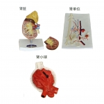 腎臟、腎單位、腎小球放大模型