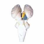 腦干及下丘腦核團模型