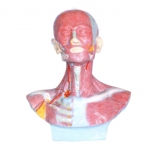 頭、面、頸部解剖和頸外動脈配布模型