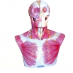 頭部、頸部層次解剖模型附腦N、A模型