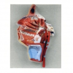 口、鼻、咽、喉內(nèi)側(cè)面血管神經(jīng)模型