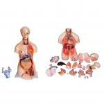 兩性人體頭、頸、軀干模型(41部件）