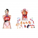 人體頭、頸、軀干模型(21部件)