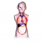 人體頭、頸、軀干模型(9部件)