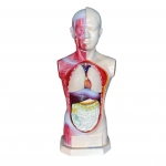 人體頭、頸、軀干模型(8部件)