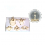 寰、樞、頸、胸、腰椎放大模型