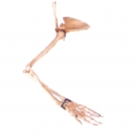 手臂骨、肩胛骨、鎖骨模型