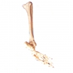 足骨、腓骨和脛骨模型