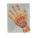 手關節(jié)剖面模型