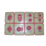 動物細胞有絲分裂模型