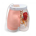 臀部肌肉注射訓(xùn)練以及對比模型-帶監(jiān)測警示系統(tǒng)