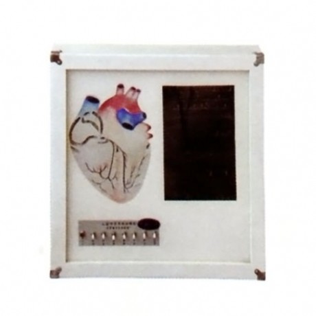 心臟傳導系電動模型