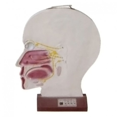 腦部副交感電動(dòng)模型， 大腦神經(jīng)模型 ，腦部神經(jīng)系統(tǒng)模型