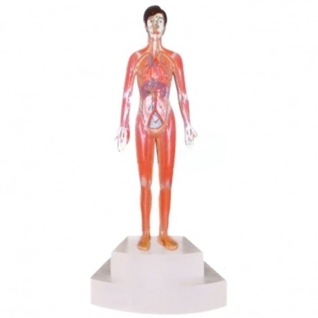 微電腦人體心動周期與大、小循環(huán)演示儀