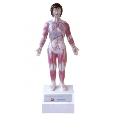 微電腦人體心動(dòng)周期與大、小循環(huán)演示儀