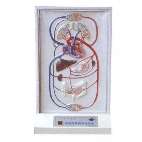 大小循環(huán)電動模型