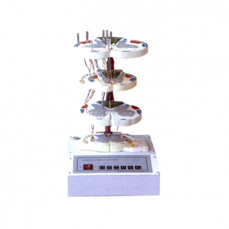 脊髓的內部結構和上、下行纖維電動模型