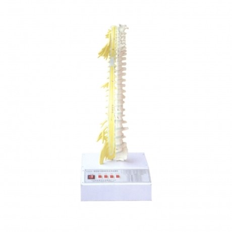 脊柱骨與脊神經(jīng)的關(guān)系電動模型