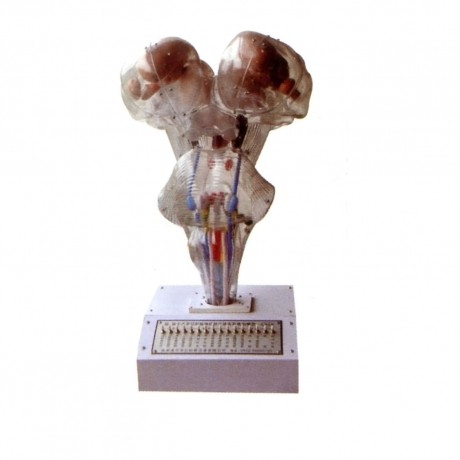 腦、腦水平切、腦神經(jīng)核立體關(guān)系電動模型