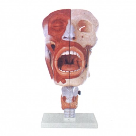 鼻、口、咽、喉腔模型