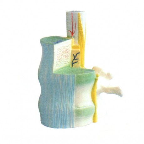 脊髓與椎骨關系模型