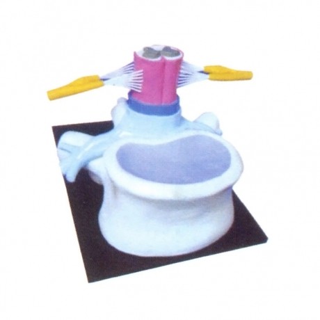 椎骨和脊髓、脊神經關系模型