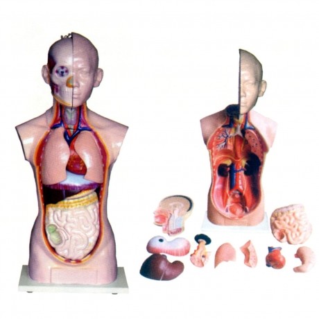 人體頭、頸、軀干模型(10部件)