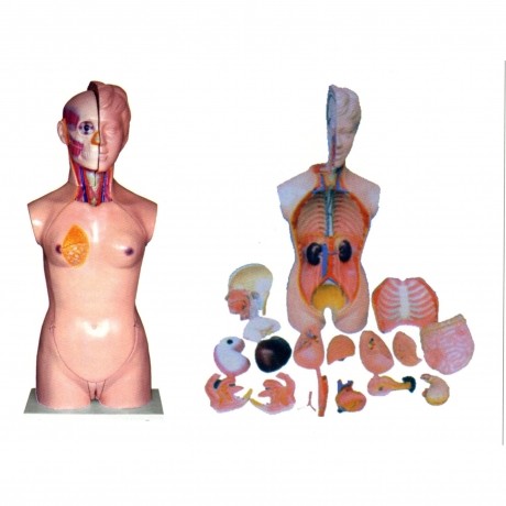 女性頭、頸、軀干模型(19部件)