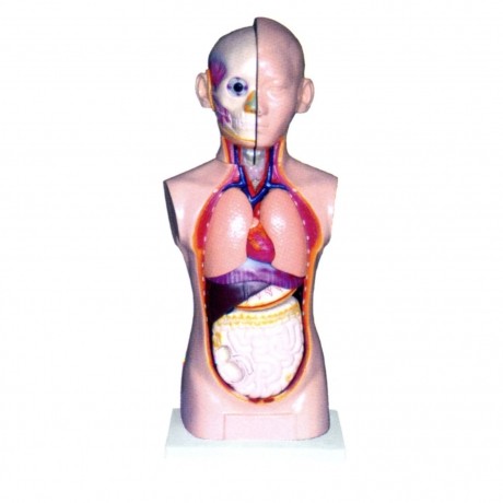 人體頭、頸、軀干模型(9部件)