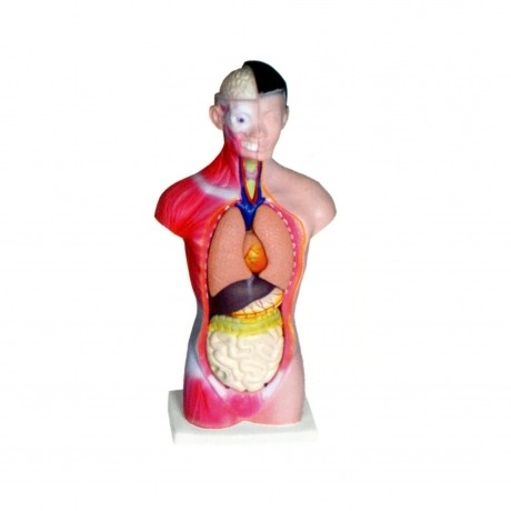 人體頭、頸、軀干模型(7部件)