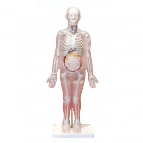 人體體表、人體骨骼與內(nèi)臟關(guān)系模型