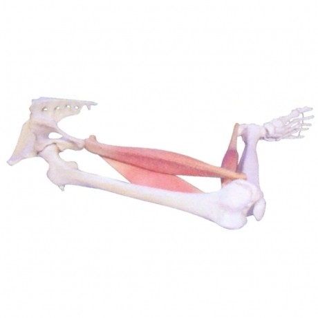 肌肉定點、動點、動態(tài)模型